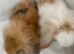 Mini lop lions ready 4th June