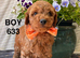 F1b Male Cockapoo Puppies Available!