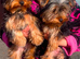 Yorkshire terriers