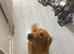 Rehoming my lovely dog