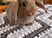 Baby rabbits
