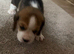 Beagle ,, kc reg Charter-wood /davicard  champion beagles
