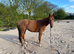 Chestnut Filly 16.1hh Reduced