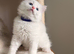 ️ Beautiful Fluffy Ragdoll-Type Kittens – 5Available ️