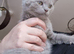 British Shorthair Kittens