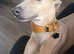 Italian greyhound for stud