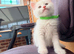 White  maine coon kittens 8 weeks