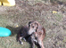 Lurcher pups 8 week old