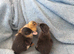 3 tiny ducklings