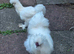 Pair of Young White Silkie Chickens - Healthy & Just Started Laying!