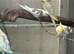 2026 baby cockatiels
