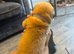 Dog de Bordeaux cross white GSD