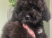 SMALL TOY CAVAPOO F1B