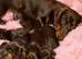 Miniature dachshund puppy&rsquo;s READY NOW!