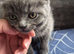 BSH X kittens for sale