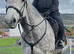 Veronica (Ronnie) is a 9yr old British Warmblood, 16.3hh Mare.