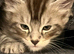 Pure Maine Coon kittens