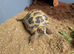 8 year old tortoise