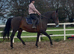 17.2 registered Hanoverian anyone’s ride