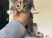 Calico kittens