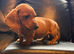 3 beautiful pups from litter of 6 ready to leave