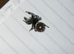 i8 female bahamas jumping spider ( only two left )