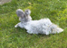 Beautiful Angora Baby Rabbits &ndash; Ready Now