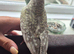 3 month old male pearl cockatiel