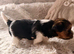 Yorkshire terrier biewer puppies