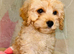 Beautiful F1 Cavapoo Puppies READY TO LEAVE