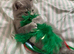 LAST BSH BOY (READY NOW)