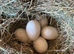 Emden Free Range Hatching Goose / Geese Eggs  SOLD Back next Year