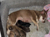 Chihuahuas for sale