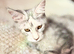 Beautiful Pedigree Maine Coon Girl - Blue Silver Tabby