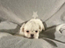 imperial shih tzu