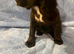 Beautiful cocker spaniel puppies