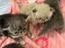 Persian Kittens