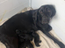 Goldador puppies