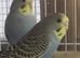 Some really lovely young budgies
