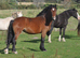 Registered Welsh D filly
