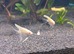 4 juvenile angels