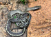 Vietnamese Blue Beauty Snakes at Birmingham Reptiles