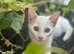 Pure white female kitten