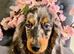 TOP QUALITY MINI LONG HAIR DACHSHUNDS READY!
