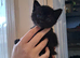 Beautiful black and dark grey tabbys