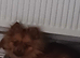 Pomeranian chocolate female