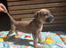 Champion blood line puppiez