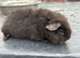 Baby Teddy Guinea Pig Female