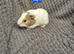 Guinea Pigs looking for new homes