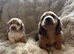 LONG HAIRED MINIATURE DACHSHUND PUPPIES